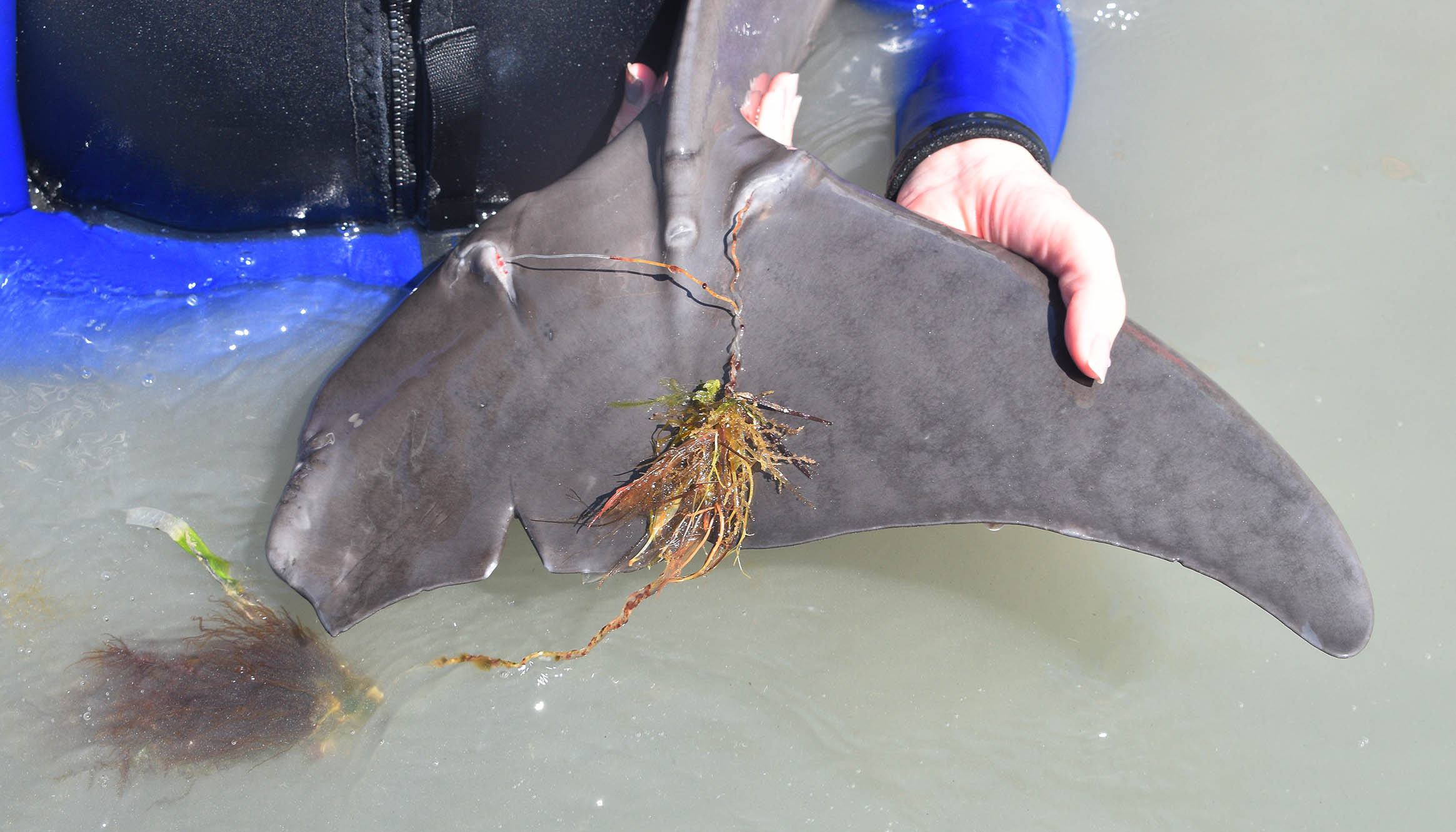 Dolphin Entanglement Rescue in West Florida