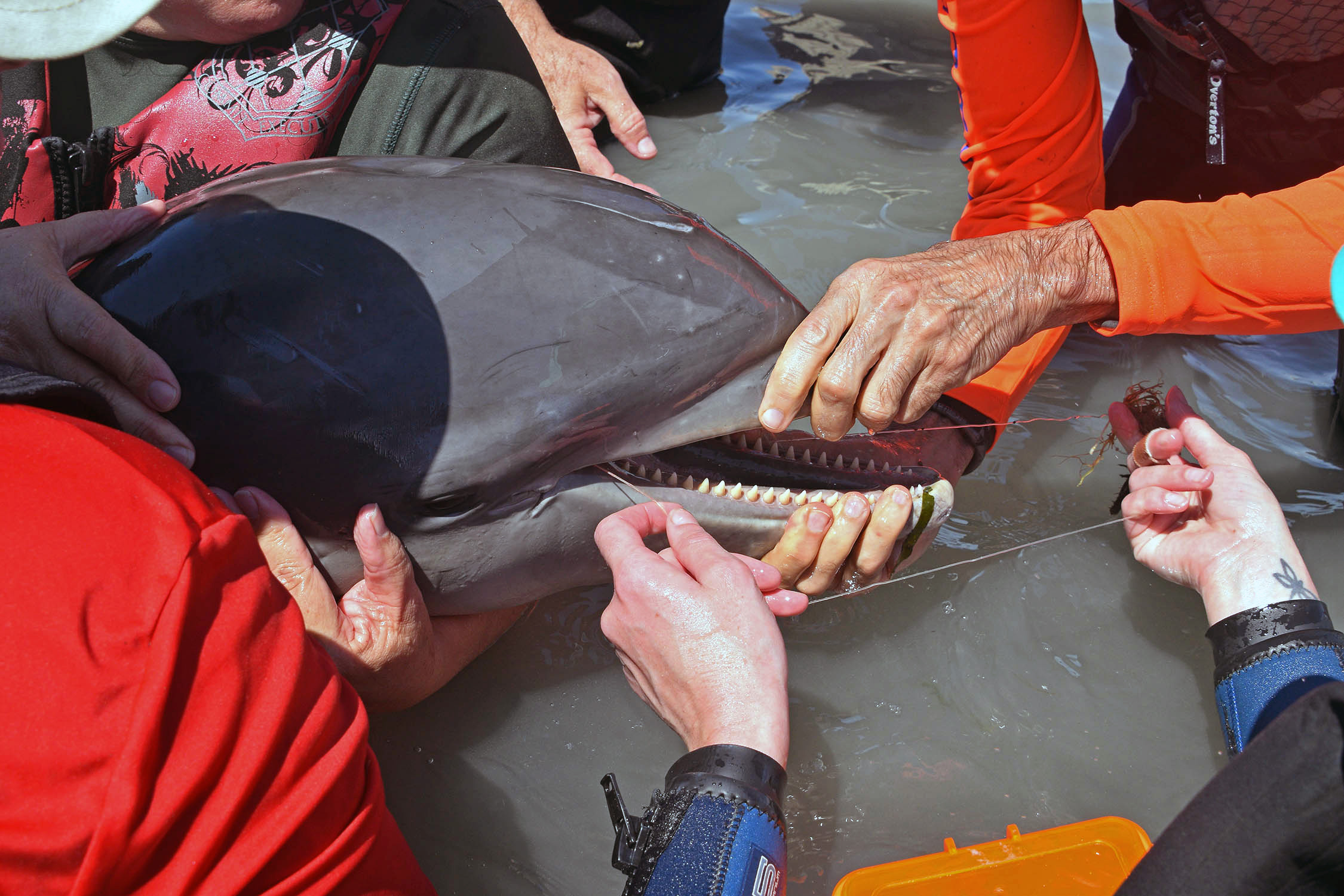 Dolphin Entanglement Rescue in West Florida
