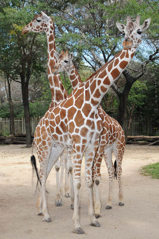 Giraffes-320x480.jpg Giraffes-320x480.jpg