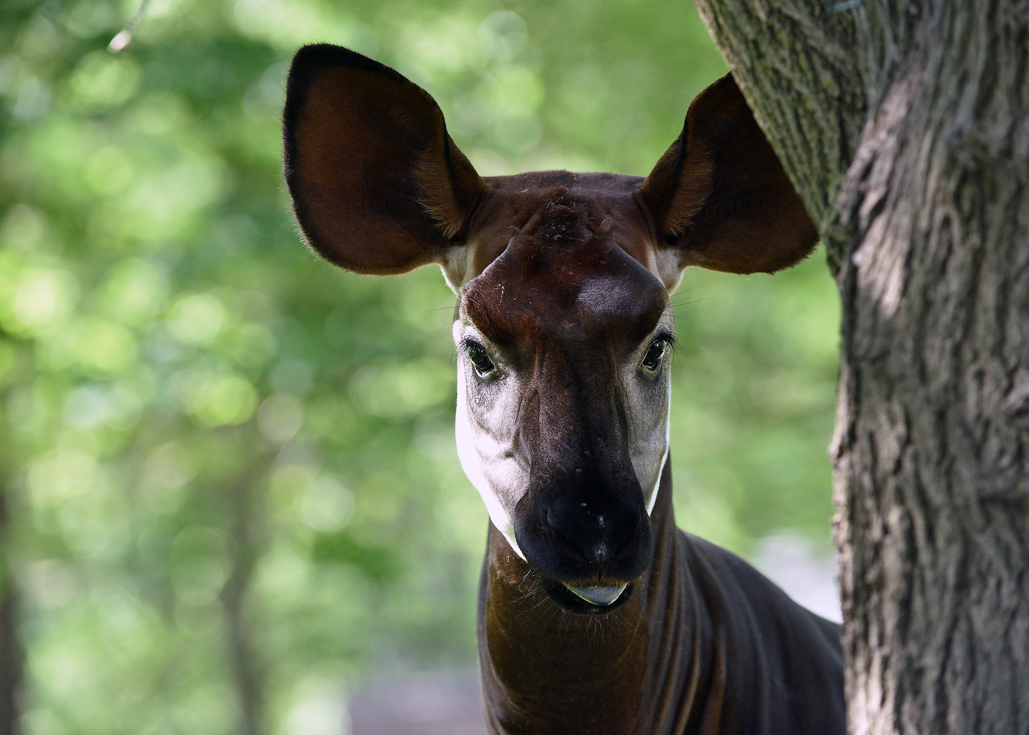 DSC_1847-Makemba-Okapi.jpg