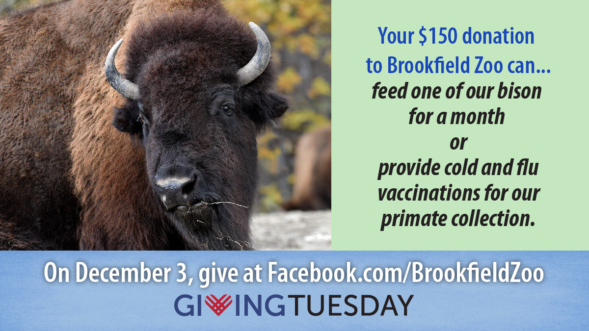 GIVING-TUESDAY-FBArtboard-4-80.jpg