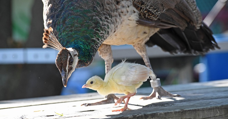 Chicago Zoological Society Zoo Camp Brookfield Zoo