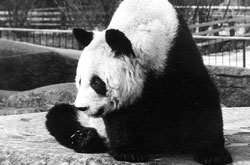 Mei-Lan-Panda2_250x165.jpg