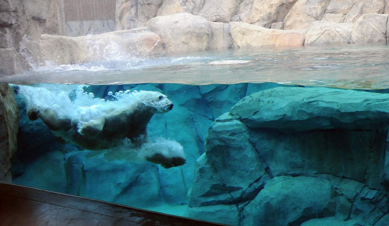 Chicago Zoological Society - Keeping Cool With Polar Bear Science at  Brookfield Zoo