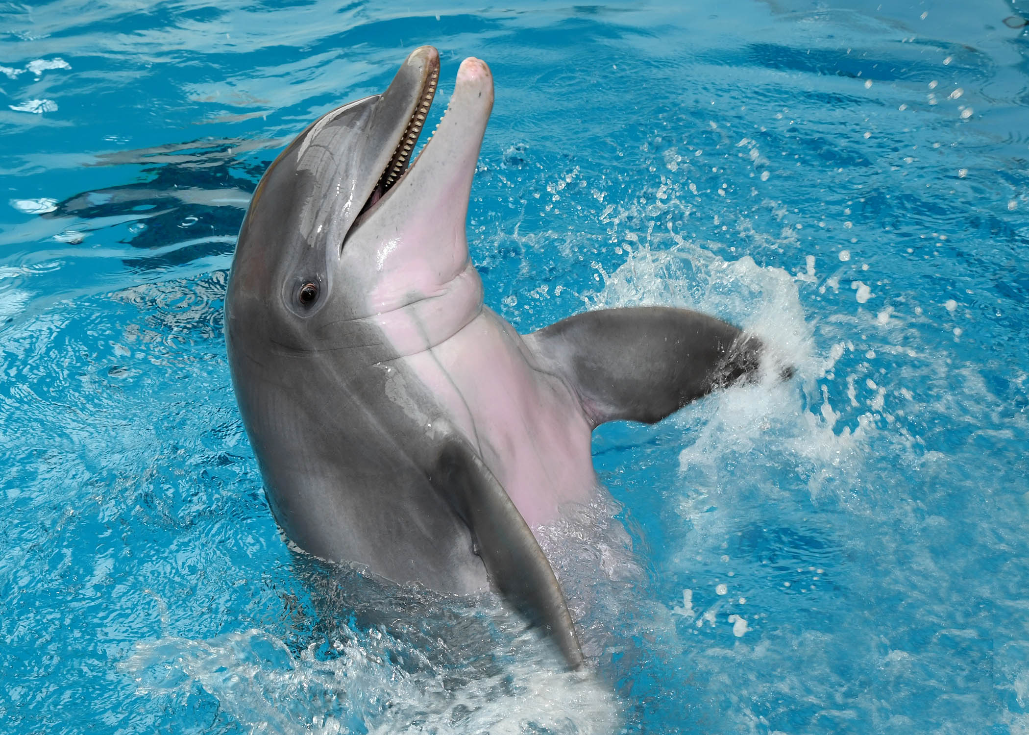 Chicago Zoological Society - Complex Environmental Enrichment for Dolphins