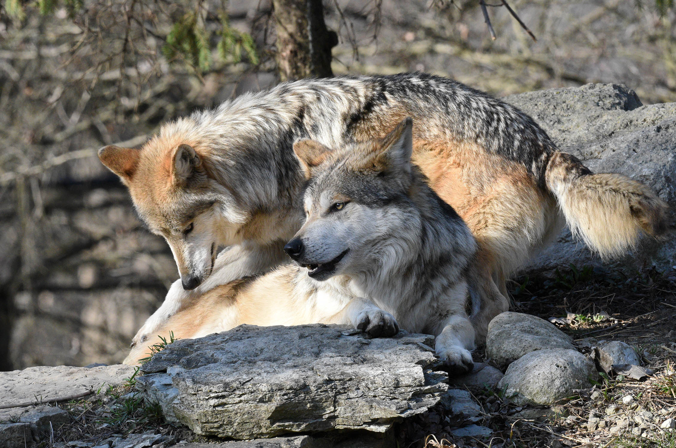 Chicago Zoological Society - Lobo Week 2021: Meet Our New Mexican Gray  Wolfpack