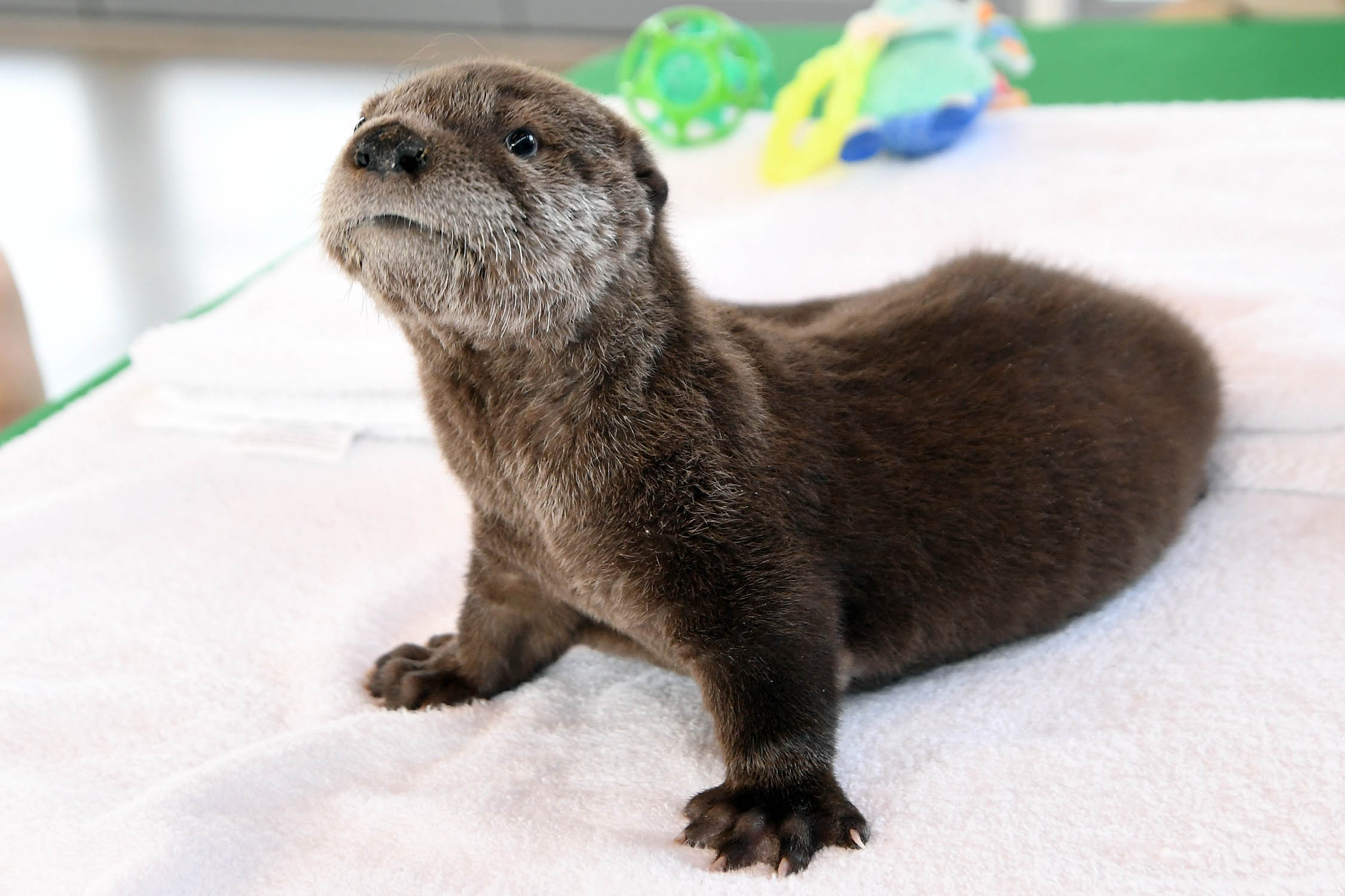 Chicago Zoological Society - Meet Pascal, Brookfield Zoo's North American  River Otter Pup