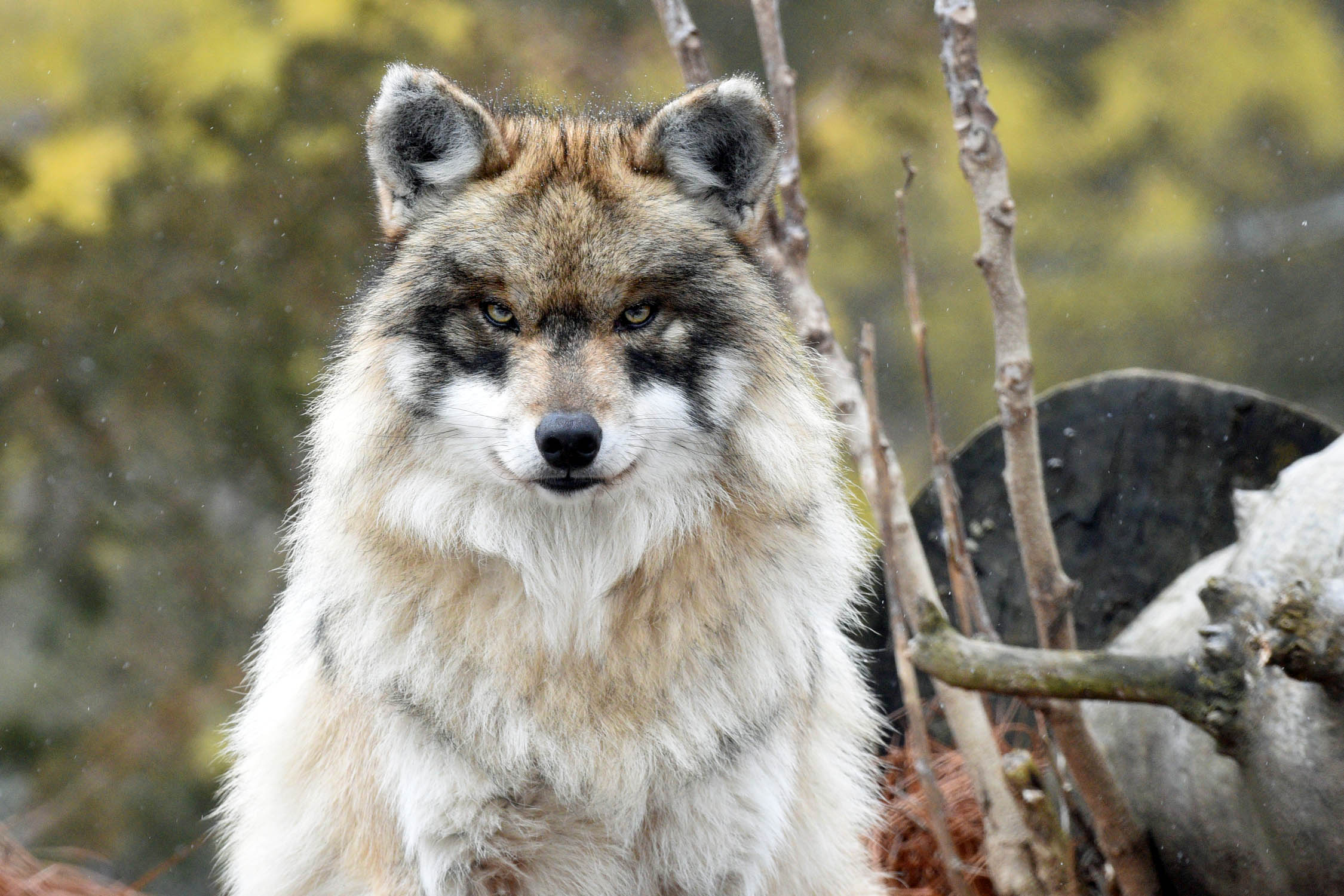 Chicago Zoological Society - Cross-Fostering in the Mexican Wolf Recovery  Program