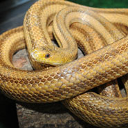 Yellow-Rat-Snake_185x185.jpg