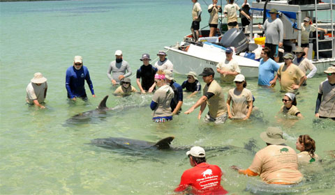 Sarasota Dolphin Program