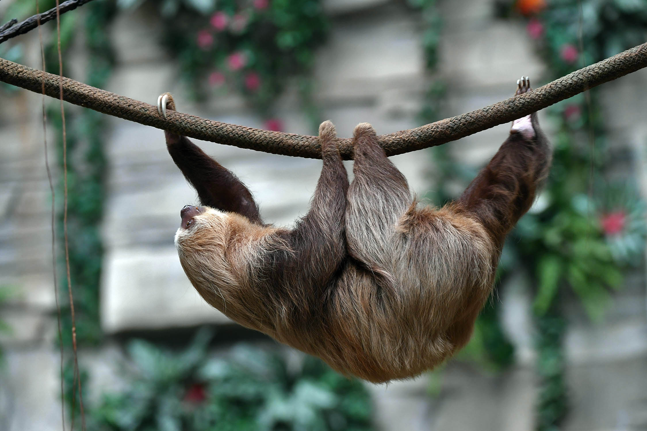 Chicago Zoological Society - Life In The Slow Lane - The Sloths of Brookfield Zoo Chicago Zoological Society - Life In The Slow Lane - The Sloths of Brookfield Zoo