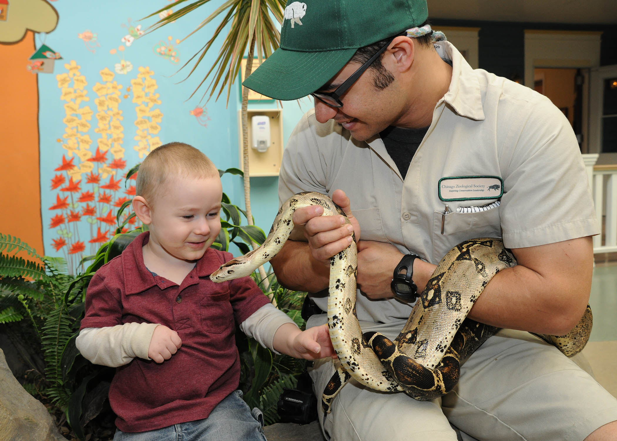 Boa-Constrictor.jpg Boa-Constrictor.jpg