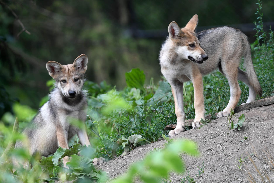 Male-wolf-puppies-Azul-(left)-and-Rio_937x625.jpg Male-wolf-puppies-Azul-(left)-and-Rio_937x625.jpg