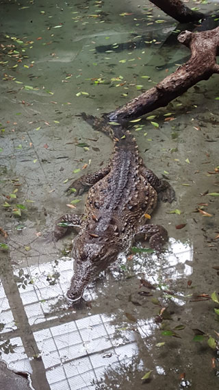 croc-in-water-320x569.jpg croc-in-water-320x569.jpg