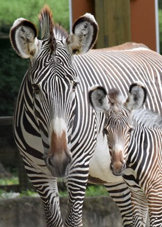Grevy's Zebra Born at Brookfield Zoo on July 9