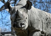 Rhino Photo