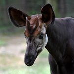 Okapi_450x420-jpg-(2).jpg