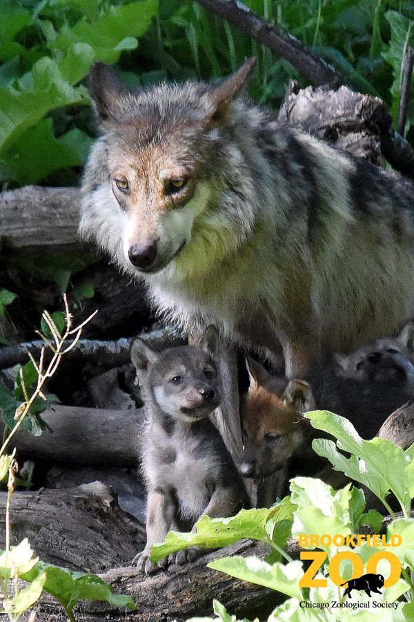 Mexican Gray Wolves Born at Brookfield Zoo