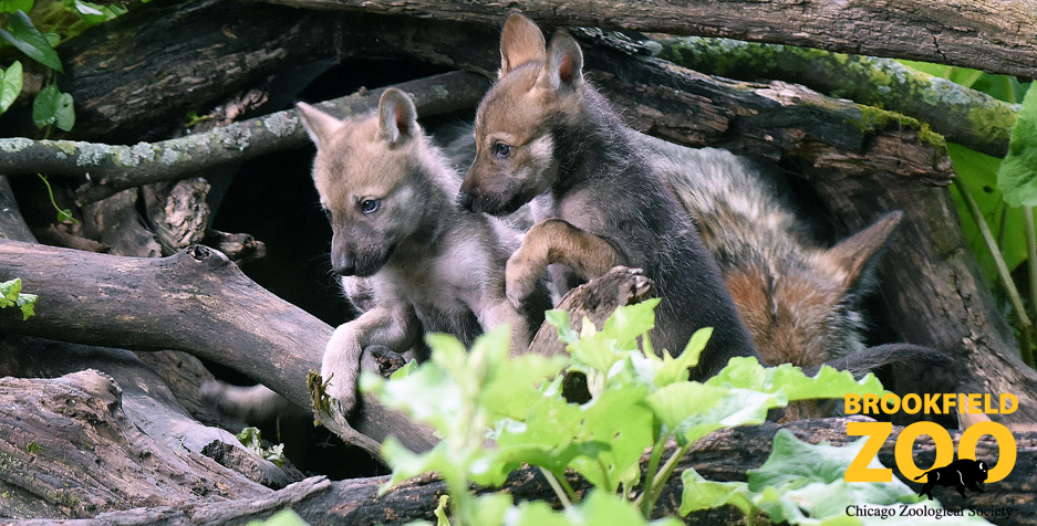 Mexican Gray Wolves Born at Brookfield Zoo