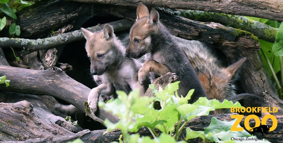 Mexican Gray Wolves Born at Brookfield Zoo