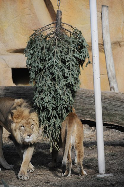 African lions with tree at Brookfield Zoo