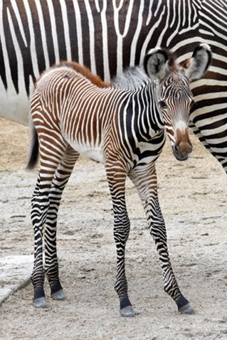 Grevy's Zebra Born at Brookfield Zoo on July 9