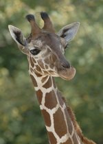 Reticulated Giraffe - Arnieta