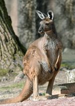 Western Gray Kangaroo - Rooby