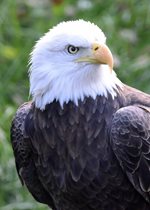 Bald Eagle - Zeus
