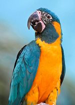 Blue-throated Macaw - Petal