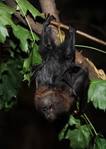 Rodrigues Fruit Bat