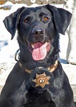 Police Canine - Kirby