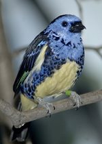 Turquoise Tanager