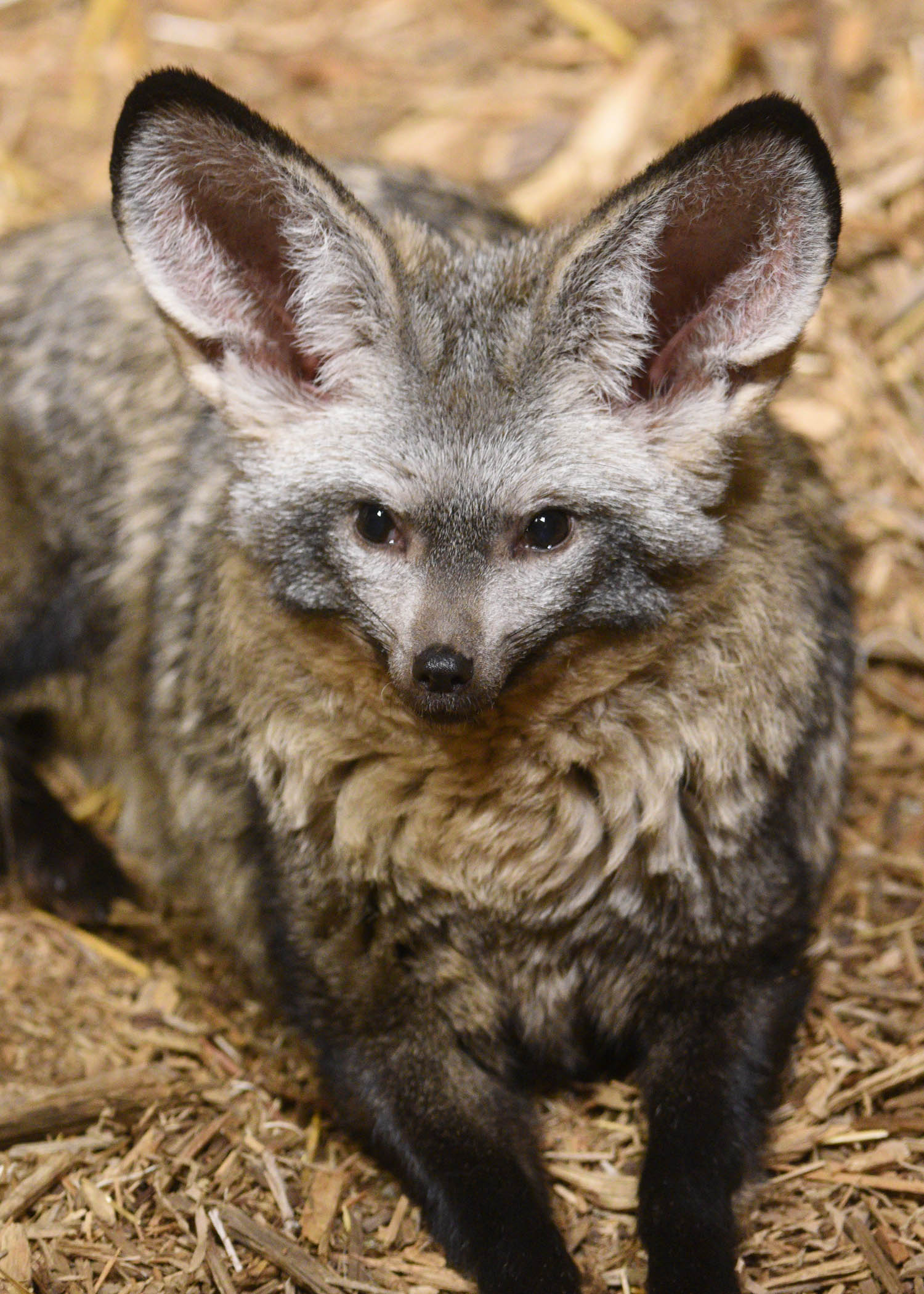 Chicago Zoological Society Share the Care for Brookfield Zoo Animals
