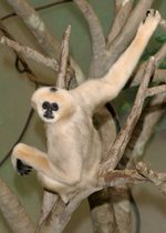 White-Cheeked Gibbon - Indah
