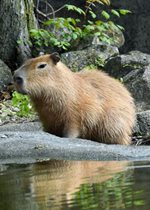 Capybara - Carsie