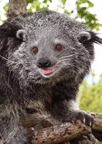 Binturong