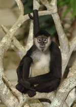 Spider Monkey