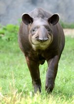 South American Tapir - Sonny