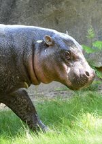 Pygmy Hippopotamus - Banana