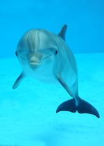 Bottlenose Dolphin - Spree