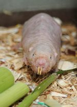 Naked Mole Rat
