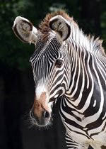 Grevy's Zebra - Mypa