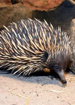 Short-beaked Echidna - Kapi