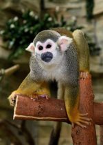 Squirrel Monkey